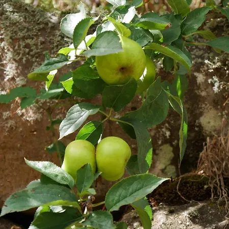 Casinhas Da Laurissilva Lodge São Vicente