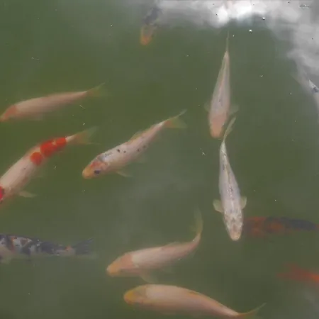 Casinhas Da Laurissilva