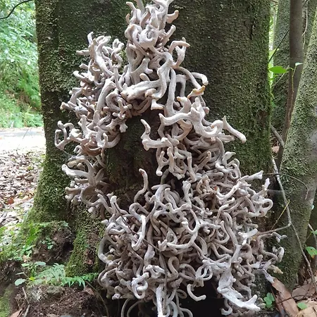 Casinhas Da Laurissilva