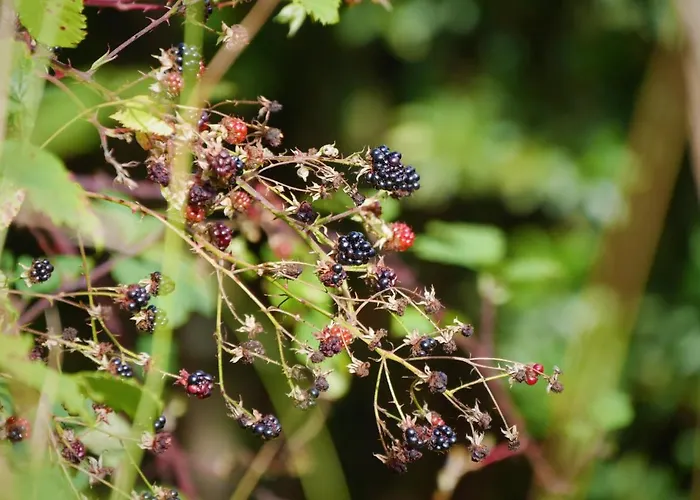 Casinhas Da Laurissilva Lodge São Vicente