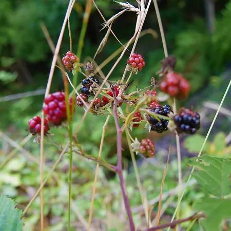 Casinhas Da Laurissilva Jaktstuga *