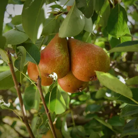 Casinhas Da Laurissilva São Vicente