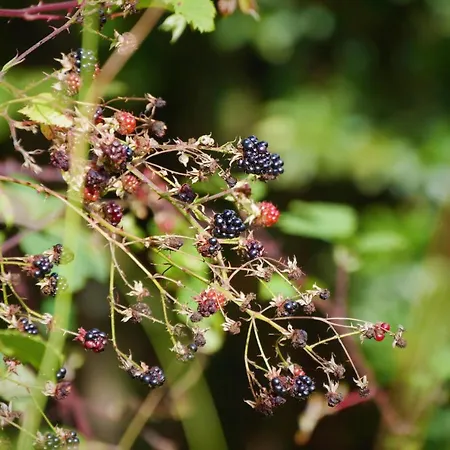 Casinhas Da Laurissilva Jaktstuga São Vicente