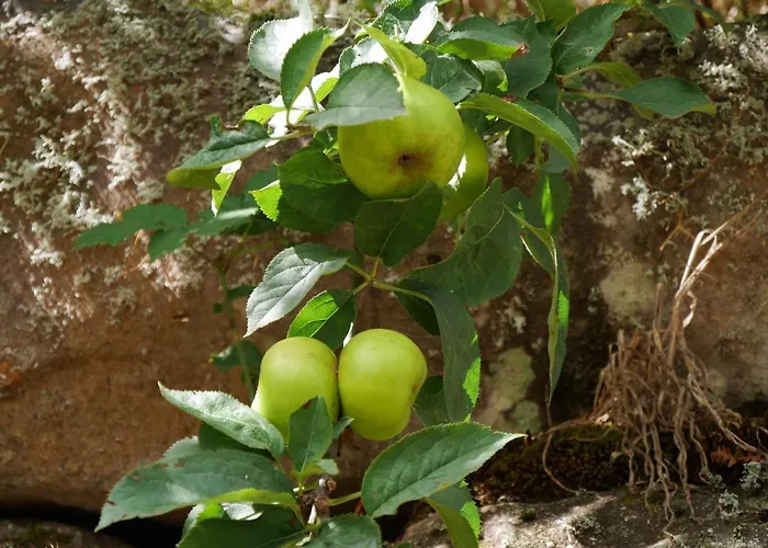 Casinhas Da Laurissilva Lodge São Vicente