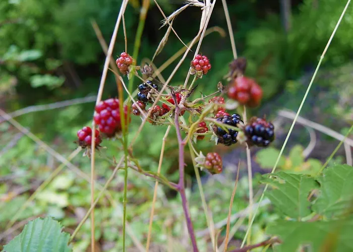 Casinhas Da Laurissilva Lodge *