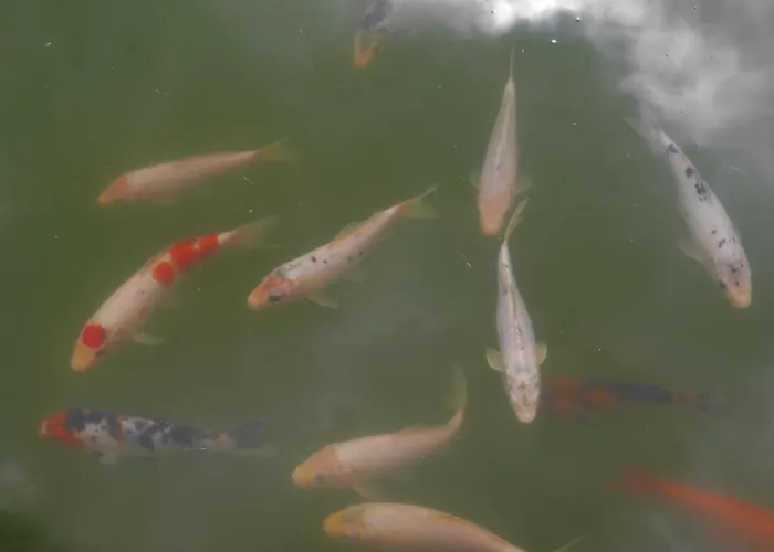 Casinhas Da Laurissilva