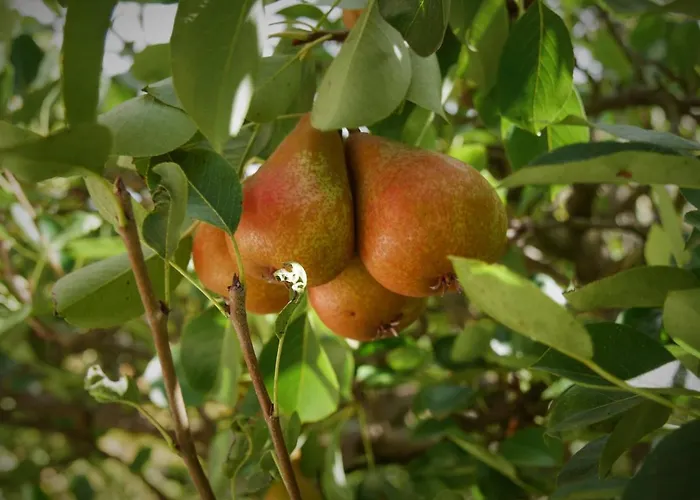 Casinhas Da Laurissilva São Vicente