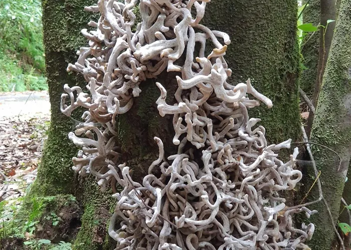 Casinhas Da Laurissilva